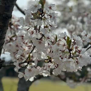 Meet your Posher, Shear